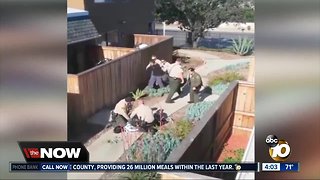 San Diego DA considering charges against deputies involved in violent arrest