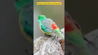 Beautiful Red Rumped Parrot l #shorts l #redrumpedparrot l @BikisAviary