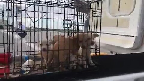 128 dogs rescued from Puerto Rico land in West Palm Beach