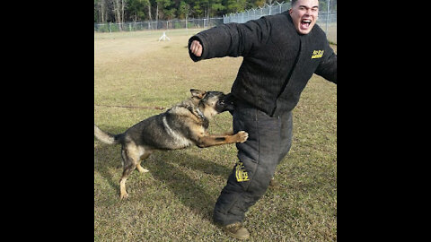 Guard Dog Training Step by Step!