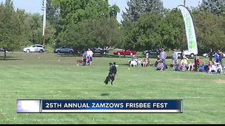 Dogs jumping for joy at 25th annual Zamzows Frisbee Fest