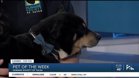 Pet of the Week: Keke