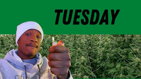 Tuesday Cannabis News