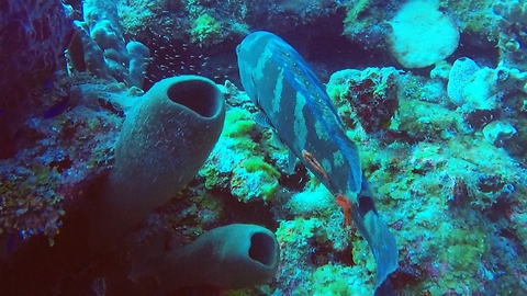 Try And Identify The Mysterious Object Embedded Onto This Grouper