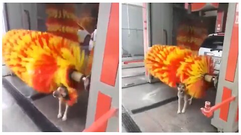 Stray dog uses car wash scrubbers to rid of dirt