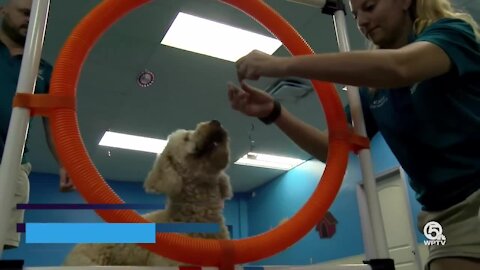 'Doggie Olympics' held in Jupiter