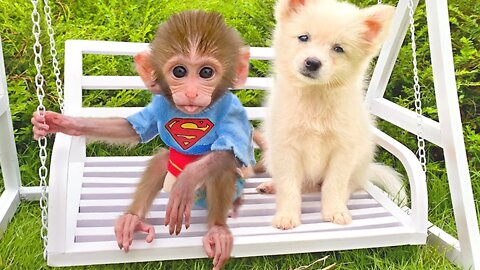 A day of Baby monkey Bon Bon and beautiful friendship with puppy So cute
