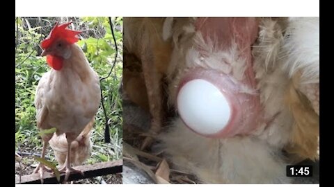 Chicken and Duck laying egg