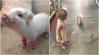 Bambina porta a spasso il maialino con il guinzaglio