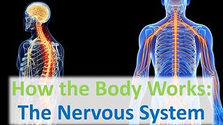 How the Body Works - The Nervous System