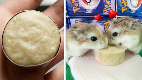 【DIY】Hamster Cheese Cake 倉鼠起司蛋糕