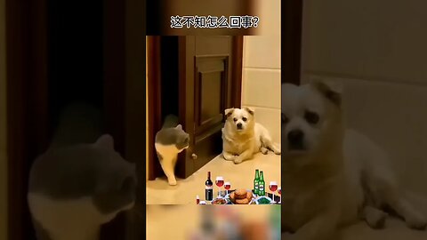 funny cat and dog #funniestvideo #cat #funnycute #funnyanimals #cats #worldcup2023 #funnypuppy