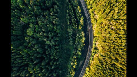 foret des arbres route air vert