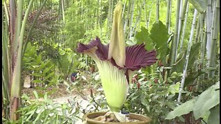Rare, smelly 'corpse flower' blooms at Tropical Bamboo Nursery & Gardens