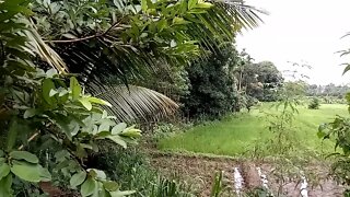 Paddy Fields of Sri Lanka