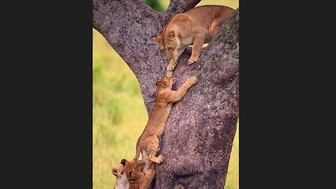 In the wild, lion cubs learn various skills from their parents,
