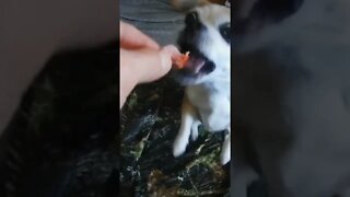 Chugs Treat #shorts #animals #pets #chug #cute #dog