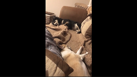 Chihuahua gets excited when owner mentions bedtime