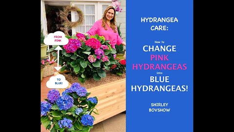 HYDRANGEA CARE: Love Blue Hydrangeas? How to Change Pink Hydrangea Flowers to Blue! Shirley Bovshow