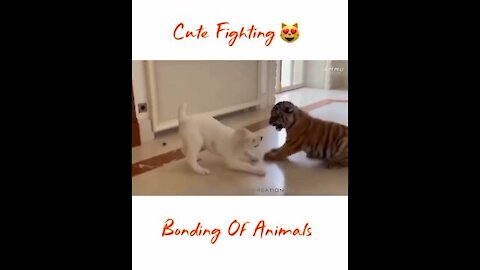 TIGER VS DOG CUTE FIGHTING 🐆 Funny Tigers 💗Lovely Cute Pets And Funny
