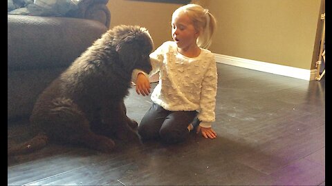 Patient girl deals with teething Newfoundland puppy