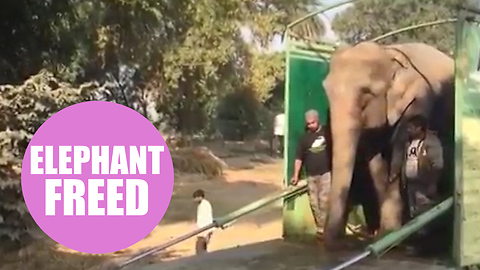 Moment an elephant who spent years shackled with leg chains took its first steps