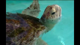 Study finds microplastics in the guts of most sea turtles