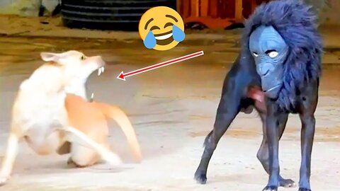 Funny Animals 2024 😂 | Cute Cat And Dog Funny Videos 😸 Part 32