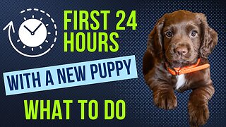 What To Do The First Day Home With A New Puppy