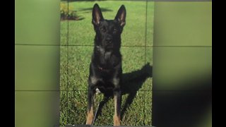 Suspects identified in death of K9 near The Mall at Wellington Green
