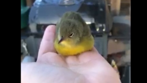 Little Bird Knocked Out After Flying Into Window Is Recouperating In Her Hand