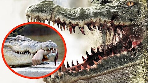 10 Most dangerous animals you should run away from