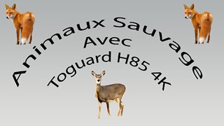 Animaux Sauvage