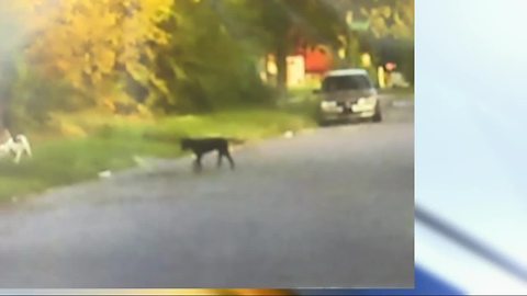 East side neighborhood terrorized by wild dogs