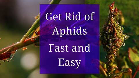 Get Rid of Aphids: Fast and Easy