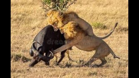 Pride Of Lions Hunting Buffalo On Tanzania Safari