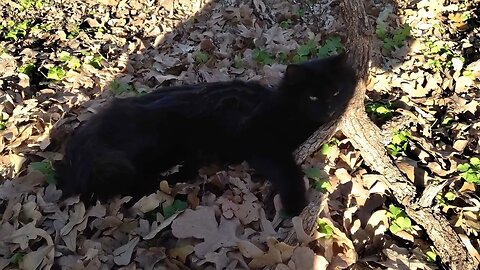 Wildewood Cat Colony Short Clip of Taz Chilling after playtime.