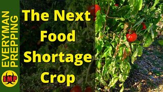 You Are Growing Money Not Tomatoes - Tomatoes are the Next Food Shortage Crop.