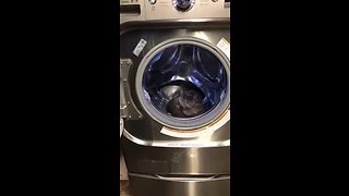 Cat Decides To Sleep Inside Washing Machine