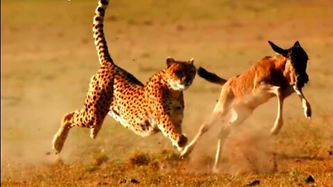 CHEETAH RUNNING MOMENTS || Cheetah hunting and teaches cubs to hunt part 2