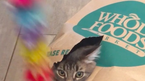 Cat plays peekaboo in grocery bag