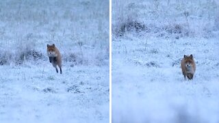 Stunning red fox runs around in snowy winter landscape