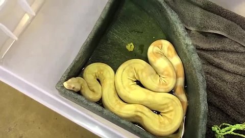 Python presents slithery situation at Texas Goodwill store