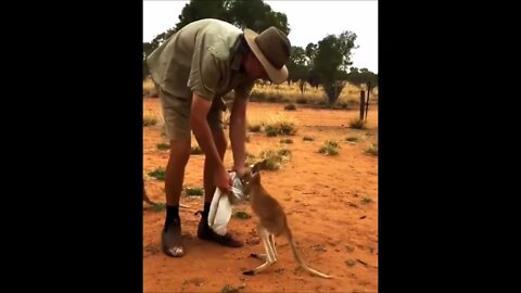 Baby Kangaroos & Joeys CUTEST Compilation1080p😍