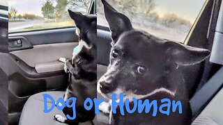Dog or Human