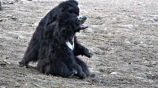 Rescued dancing sloth bears have found joy and a second chance
