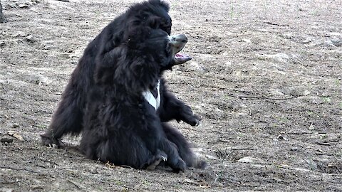 Rescued dancing sloth bears have found joy and a second chance