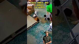 Cachorro vinga seu amigo kkkkk