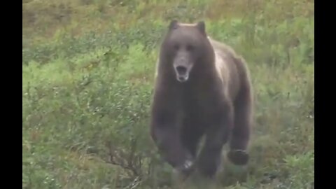 Grizzly bear in Alaska covering ground at a frighteningly fast rate 🐻😳