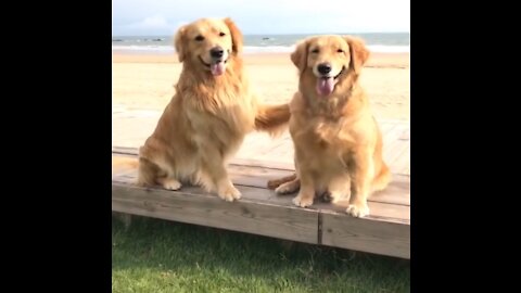 Funniest & Cutest Labrador Puppies - Funny Puppy Videos 2021